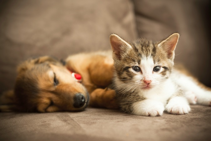 Puppy and Kitten